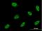 Protein atonal homolog 1 antibody, H00000474-M05, Novus Biologicals, Immunocytochemistry image 