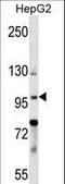 Zinc finger protein basonuclin-1 antibody, LS-C156840, Lifespan Biosciences, Western Blot image 