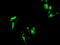 RAB37, Member RAS Oncogene Family antibody, LS-C174278, Lifespan Biosciences, Immunofluorescence image 