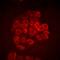 BOC Cell Adhesion Associated, Oncogene Regulated antibody, orb377955, Biorbyt, Immunocytochemistry image 