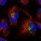 Protein FAM3C antibody, HPA043376, Atlas Antibodies, Immunofluorescence image 