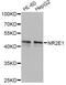Nuclear Receptor Subfamily 2 Group E Member 1 antibody, LS-C748414, Lifespan Biosciences, Western Blot image 