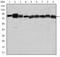 Heat shock protein HSP 90-beta antibody, AM06640SU-N, Origene, Western Blot image 