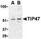 Perilipin-3 antibody, PA5-20272, Invitrogen Antibodies, Western Blot image 