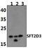 SFT2 Domain Containing 3 antibody, PA5-75946, Invitrogen Antibodies, Western Blot image 