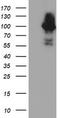 Complement C1s subcomponent antibody, TA504245, Origene, Western Blot image 