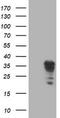 Leukocyte Receptor Cluster Member 1 antibody, TA503089, Origene, Western Blot image 