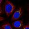 Ring Finger Protein 24 antibody, NBP1-81859, Novus Biologicals, Immunofluorescence image 