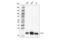 DJ-1 antibody, 88652S, Cell Signaling Technology, Western Blot image 