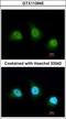 PADI4 antibody, GTX113945, GeneTex, Immunocytochemistry image 