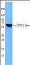 Chaperonin Containing TCP1 Subunit 2 antibody, orb87514, Biorbyt, Western Blot image 