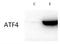 ATF4 antibody, NB100-852, Novus Biologicals, Western Blot image 