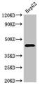 Proteasome 26S Subunit, ATPase 5 antibody, orb52943, Biorbyt, Western Blot image 