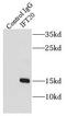 Intraflagellar Transport 20 antibody, FNab04155, FineTest, Immunoprecipitation image 