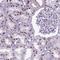 DNA Polymerase Epsilon 4, Accessory Subunit antibody, NBP2-49672, Novus Biologicals, Immunohistochemistry frozen image 