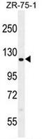 Coiled-Coil Domain Containing 33 antibody, AP50752PU-N, Origene, Western Blot image 