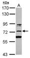 Pumilio RNA Binding Family Member 3 antibody, NBP2-17043, Novus Biologicals, Western Blot image 