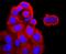 TNF Receptor Superfamily Member 1B antibody, NBP2-67218, Novus Biologicals, Immunocytochemistry image 