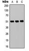 Zinc finger protein ZIC 1 antibody, orb304667, Biorbyt, Western Blot image 