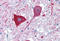 Mas-related G-protein coupled receptor member D antibody, MBS243632, MyBioSource, Immunohistochemistry frozen image 