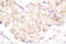 Ubiquitin Protein Ligase E3 Component N-Recognin 5 antibody, LS-C176336, Lifespan Biosciences, Immunohistochemistry frozen image 