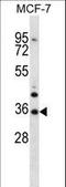 MORN Repeat Containing 3 antibody, LS-C164276, Lifespan Biosciences, Western Blot image 