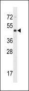 Cytohesin 4 antibody, 58-533, ProSci, Western Blot image 