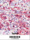 Latexin antibody, 57-909, ProSci, Immunofluorescence image 