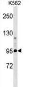 Protocadherin Alpha 4 antibody, abx028605, Abbexa, Western Blot image 
