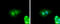 Zinc Finger Protein 703 antibody, GTX107721, GeneTex, Immunofluorescence image 