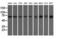 Golgi reassembly-stacking protein 1 antibody, LS-C115309, Lifespan Biosciences, Western Blot image 