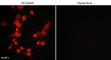 MuRF-1 antibody, MP3401, ECM Biosciences, Immunocytochemistry image 