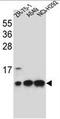 Cytochrome C Oxidase Subunit 6B1 antibody, AP51035PU-N, Origene, Western Blot image 