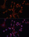 G Protein Subunit Alpha 14 antibody, 13-632, ProSci, Immunofluorescence image 