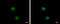 Non-Homologous End Joining Factor 1 antibody, GTX100092, GeneTex, Immunofluorescence image 