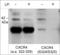 C-X-C Motif Chemokine Receptor 4 antibody, CP4211, ECM Biosciences, Western Blot image 
