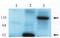 Rho guanine nucleotide exchange factor 2 antibody, AP05081PU-N, Origene, Western Blot image 