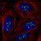 Myelin Regulatory Factor Like antibody, NBP2-14374, Novus Biologicals, Immunocytochemistry image 