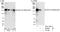 Glucocorticoid receptor DNA-binding factor 1 antibody, A301-736A, Bethyl Labs, Immunoprecipitation image 