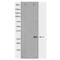 VEGF antibody, SPC-1291D-FITC, StressMarq, Western Blot image 