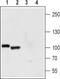 Polycystin 2, Transient Receptor Potential Cation Channel antibody, PA5-77328, Invitrogen Antibodies, Western Blot image 