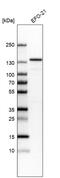 Junction Mediating And Regulatory Protein, P53 Cofactor antibody, HPA043308, Atlas Antibodies, Western Blot image 