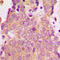 Neuronal Vesicle Trafficking Associated 1 antibody, LS-C368443, Lifespan Biosciences, Immunohistochemistry paraffin image 