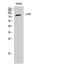 Luteinizing Hormone/Choriogonadotropin Receptor antibody, STJ93923, St John