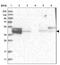 Homer Scaffold Protein 1 antibody, NBP2-38309, Novus Biologicals, Western Blot image 