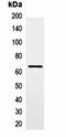 Maltose Binding Protein antibody, orb323079, Biorbyt, Immunoprecipitation image 
