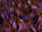 Cadherin 15 antibody, AF4096, R&D Systems, Immunofluorescence image 