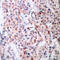 BCL2 antibody, AP01537PU-N, Origene, Immunohistochemistry frozen image 