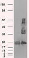 Type II HADH antibody, TA500813S, Origene, Western Blot image 