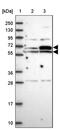 EH Domain Containing 2 antibody, PA5-61497, Invitrogen Antibodies, Western Blot image 
